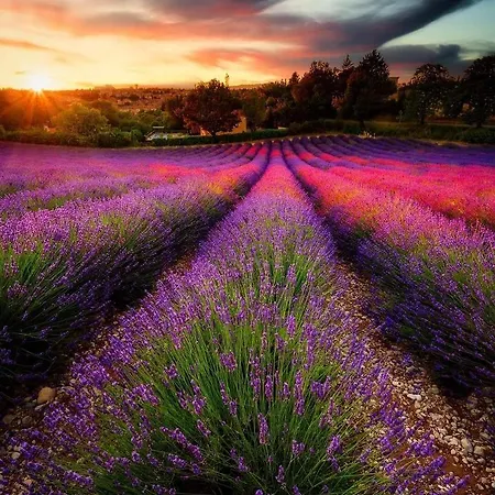 El Crea Valensole